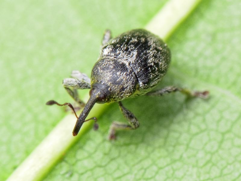 Sibinia Germar, 1874